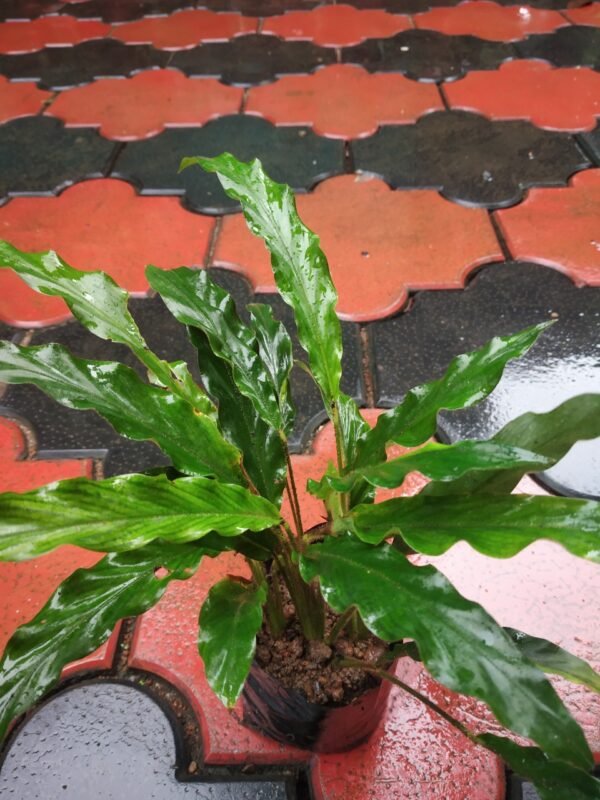 ‎Calathea Rufibarba - Image 2
