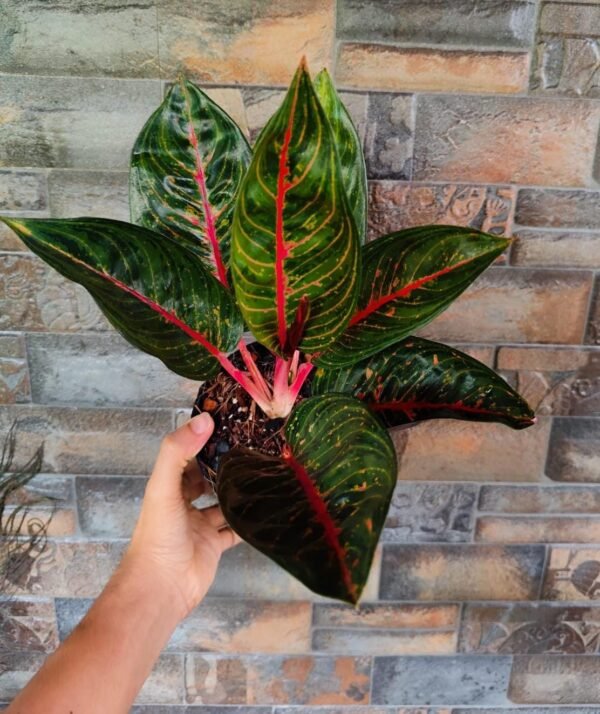 Aglonema Adelia