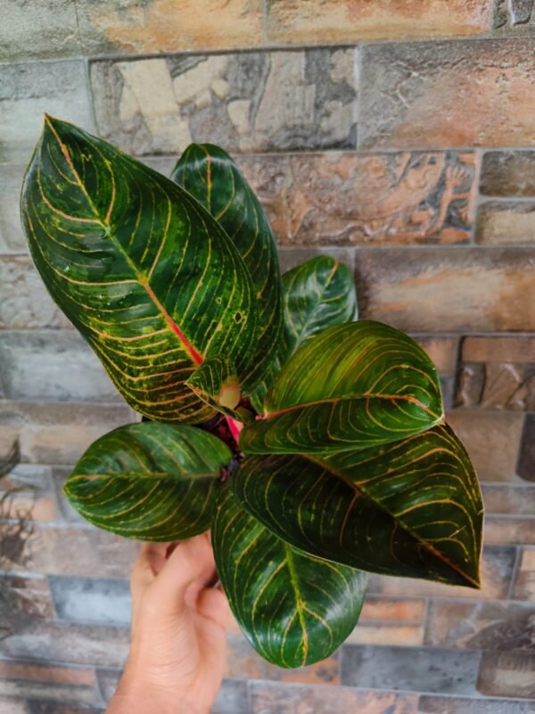 Aglonema Krishna ( Thai Variety)