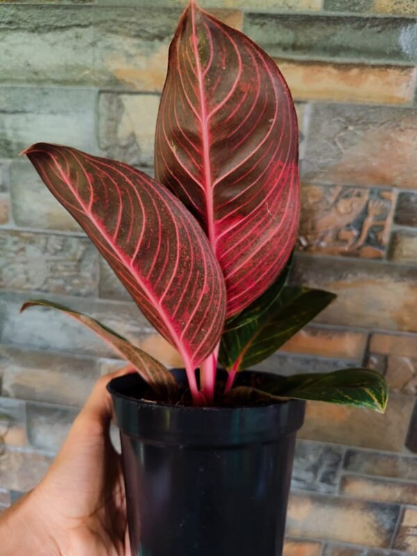 Aglonema Krishna ( Thai Variety) - Image 2