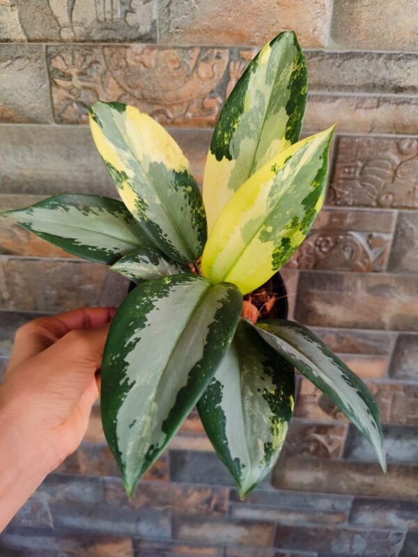 Aglonema Suvarnaboomi - Image 2
