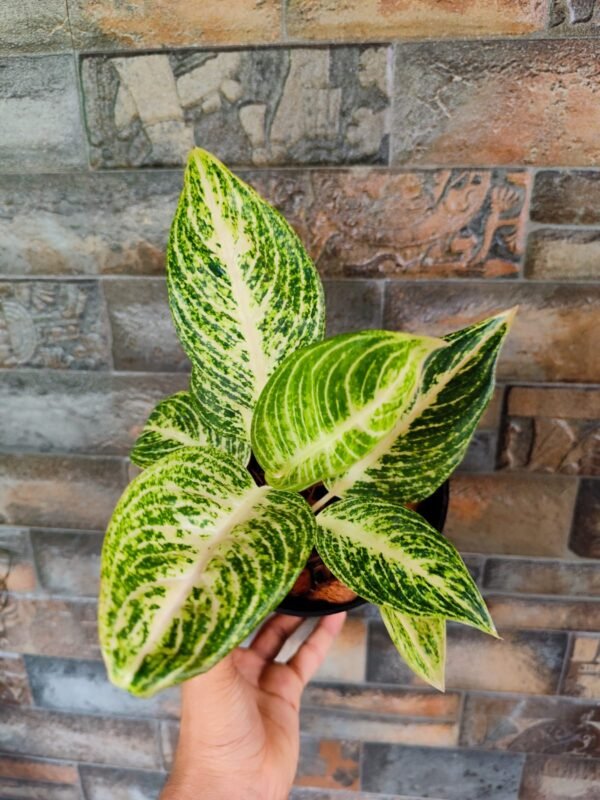Aglonema White Legacy