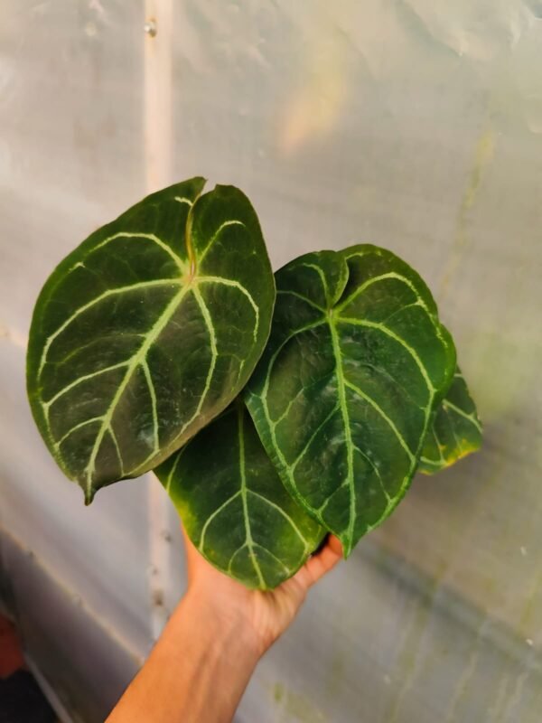 Anthurium Red Sinus - Image 2