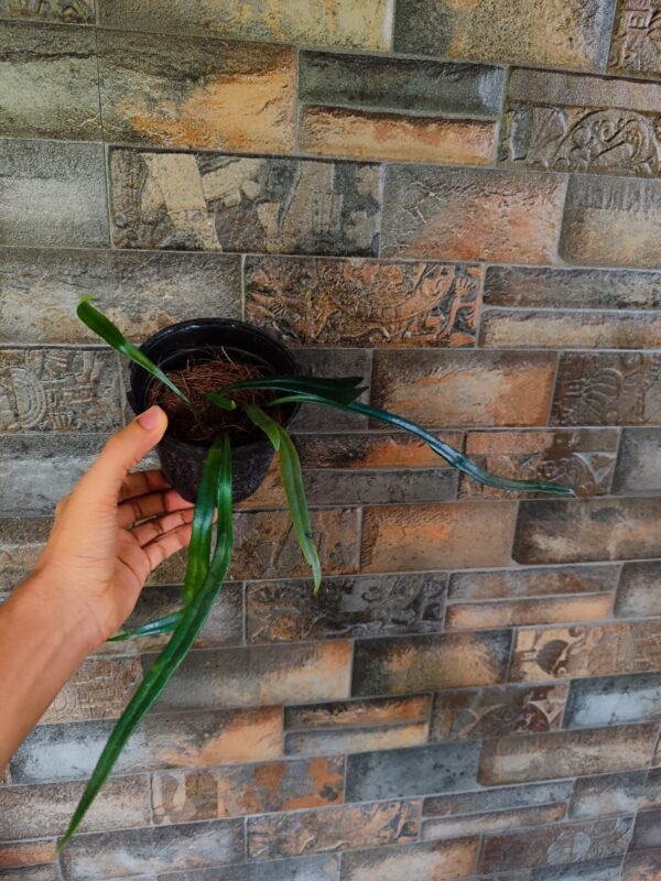 Blue Oil Fern Full pot - Image 2