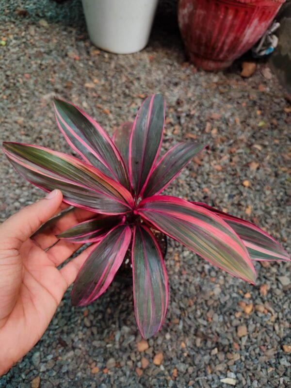 Dracaena Red Ruby - Image 2