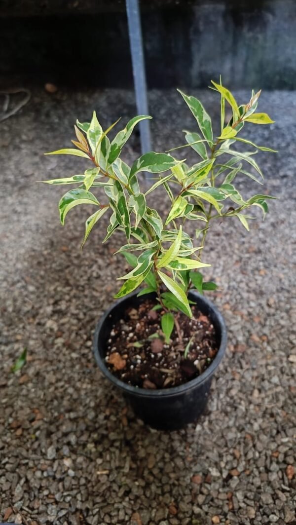 EUGENIA VARIEGATED - Image 2