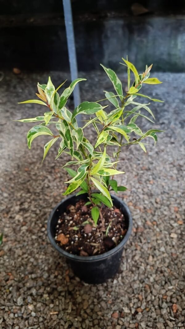 EUGENIA VARIEGATED - Image 3