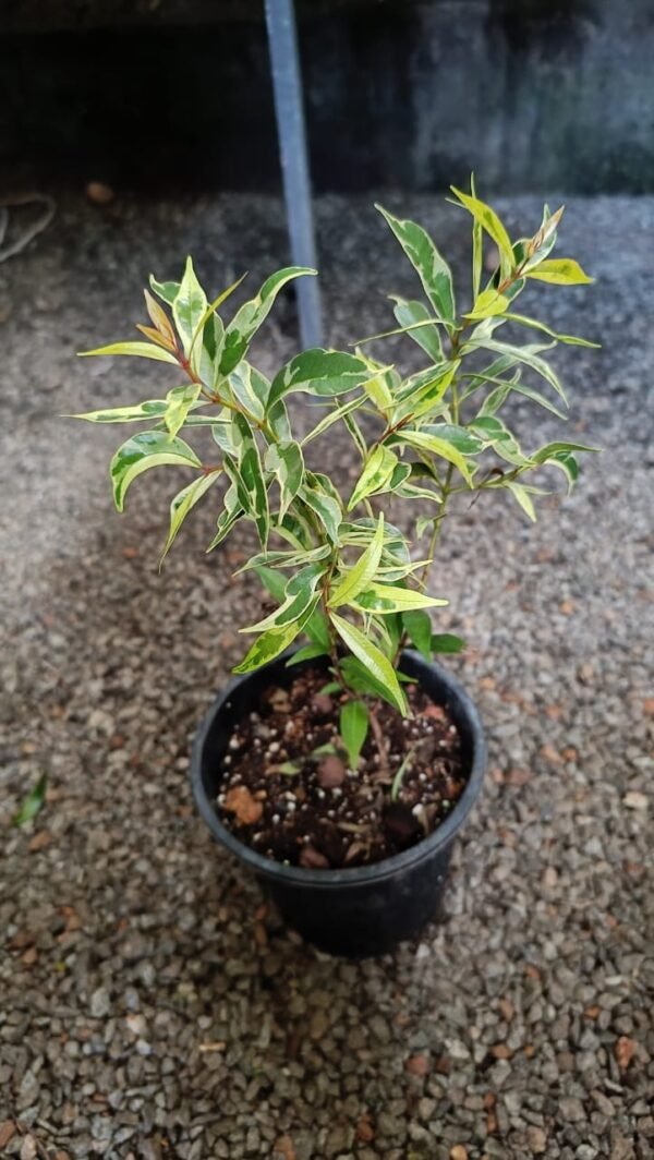 EUGENIA VARIEGATED - Image 4