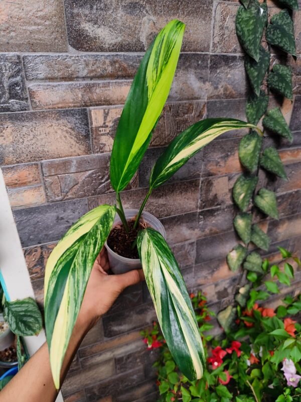 Epipremnum Amplissimum Variegated - Image 2