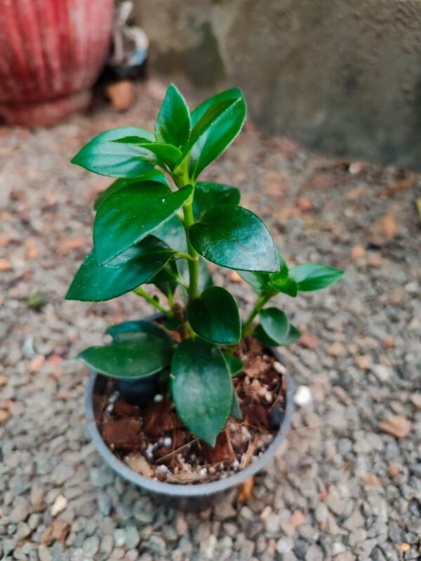 Goldfish Plant - Image 2