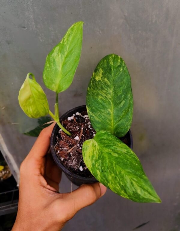 Monstera Oblique Mayuna Variegated - Image 2