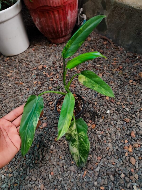 Philo Domesticum Variegated  Big - Image 2
