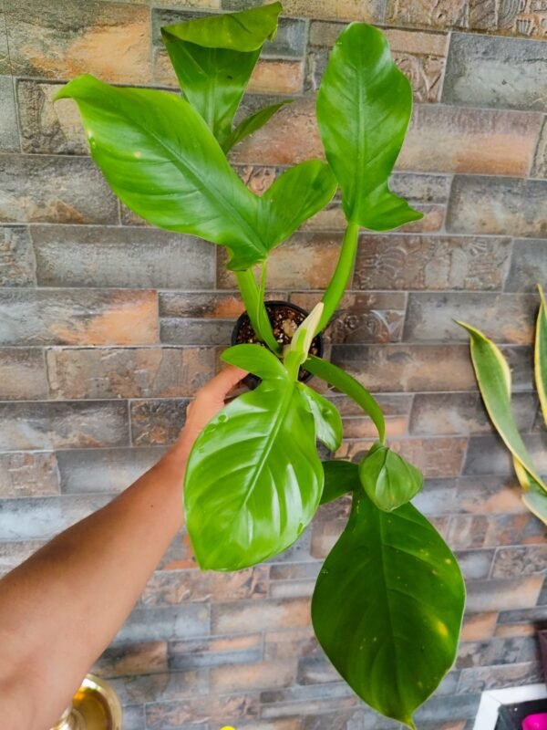 Philodendron Appalatum - Image 2