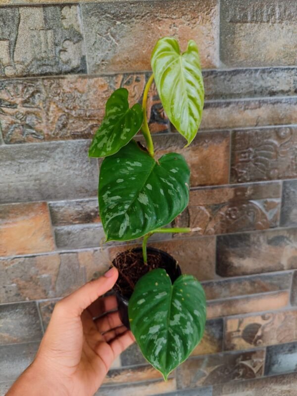 Philodendron Branditianum Wild Form - Image 2