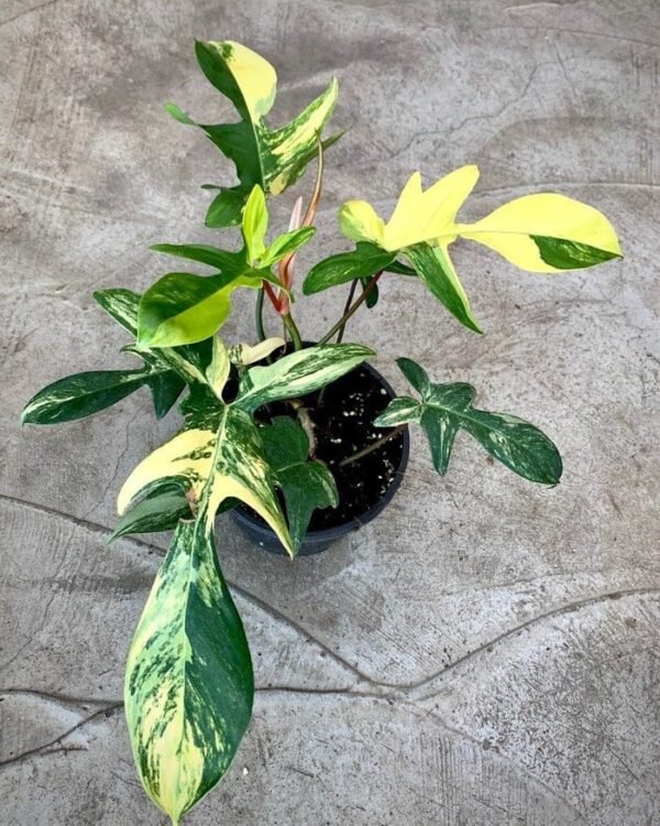 Philodendron Florida Beauty Big