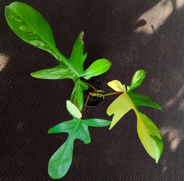 Philodendron Florida Beauty Big - Image 2