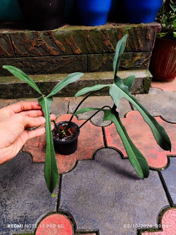 Philodendron Liyano Miyano - Image 2