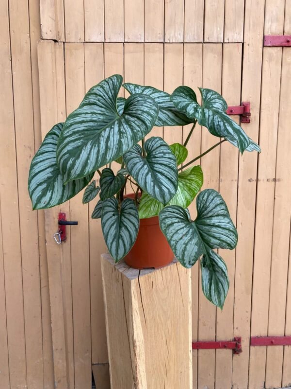 Philodendron Mamie