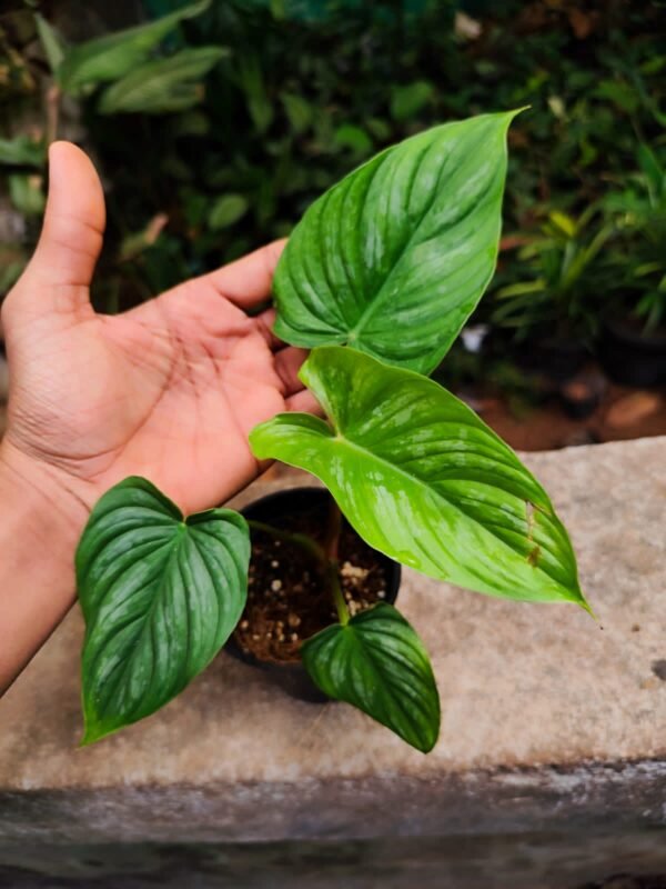 Philodendron Mamie - Image 2