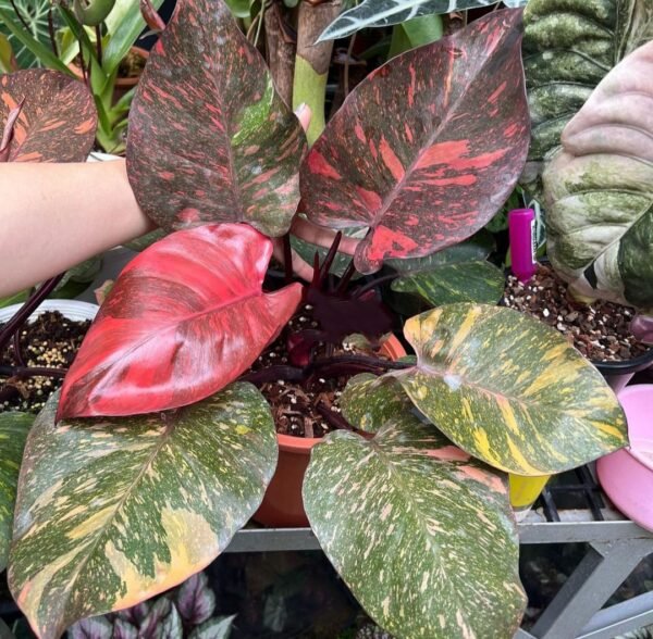 Philodendron Orange Princess