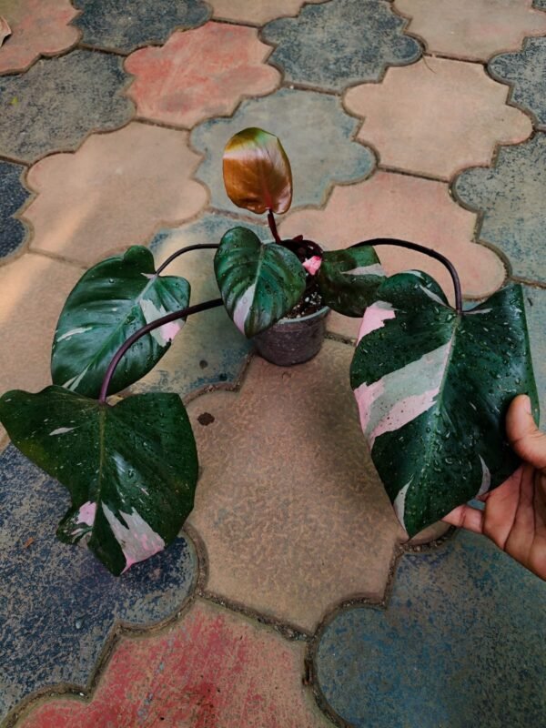 Philodendron Pink Princess Marble - Image 2