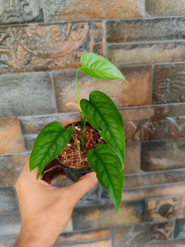 Philodendron Siltipicana - Image 2
