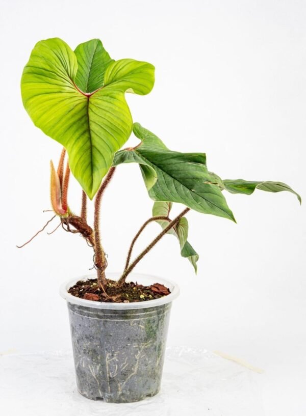 Philodendron Squamiculate