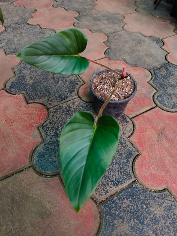 Philodendron Squamiculate - Image 2