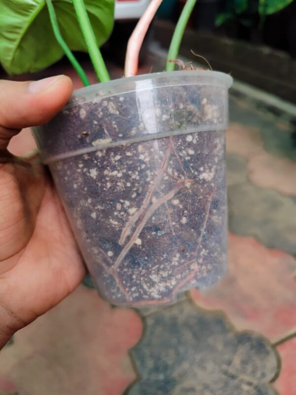 Philodendron Squamiculate - Image 3