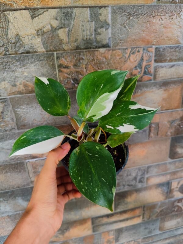 Philodendron White Knight - Image 2
