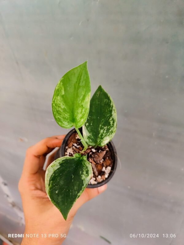 Scindapsus Exotica Marble Variegated