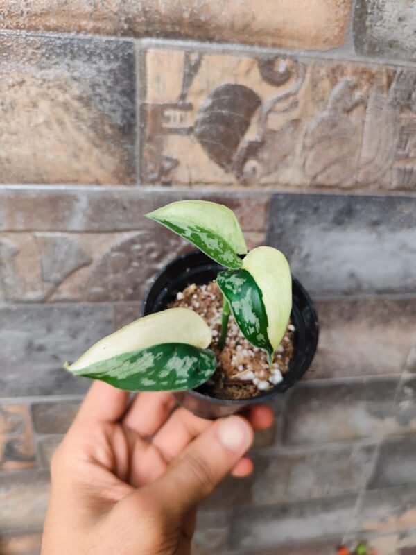 Scindapsus Mayari Halfmoon Variegated - Image 2
