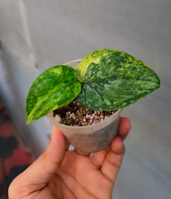 Scindapsus Silver Cloud Aurea - Image 2