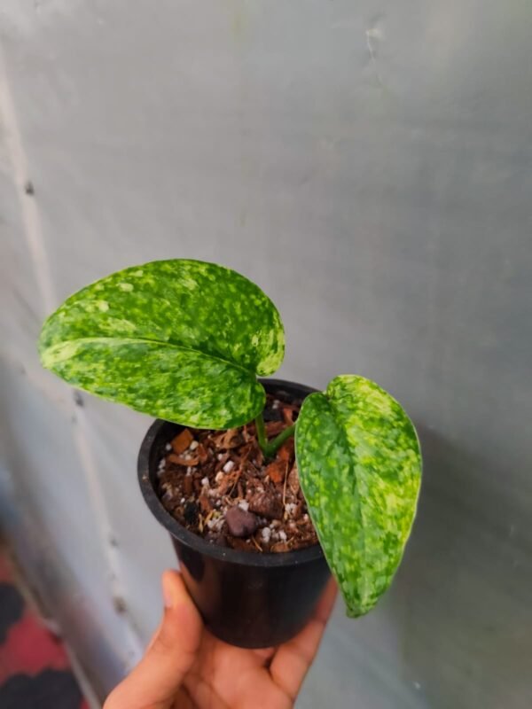Scindapsus Silver Cloud Aurea - Image 3