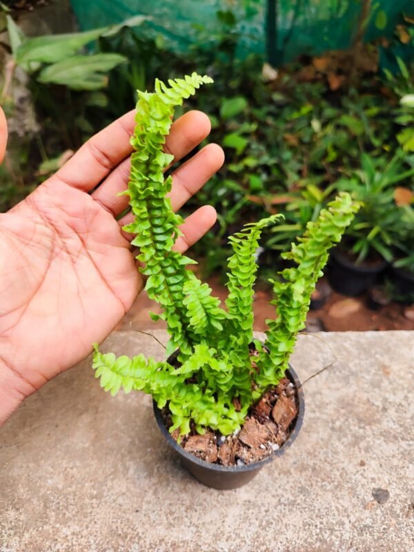 Twisted Fern - Image 2