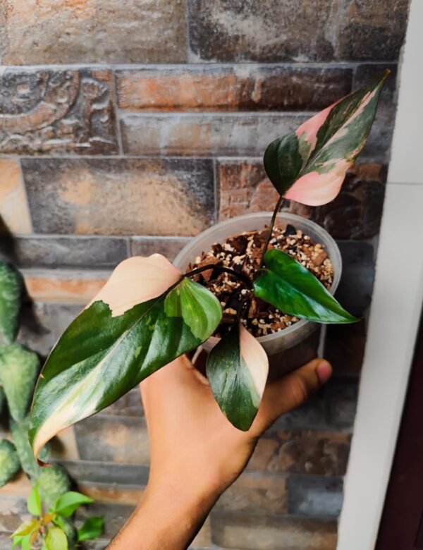 Homalomena Pink Diamond Variegated - Image 2