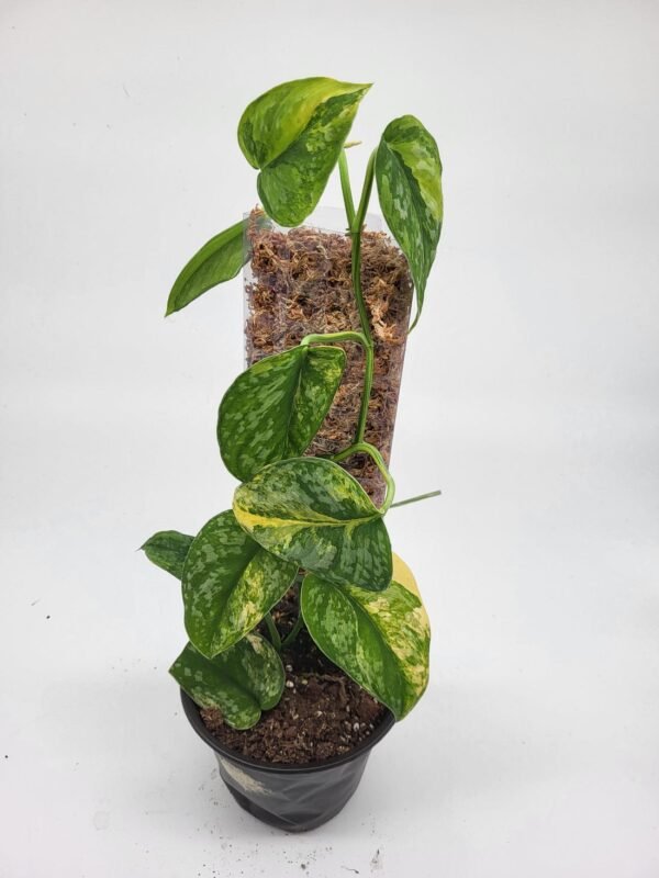 Scindapsus Silver Cloud Aurea Variegated
